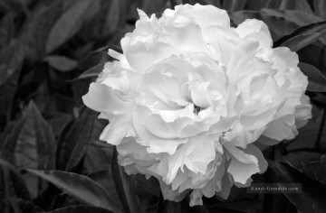 Schwarz weiß Werke - xsh497 Schwarzweiß Blumen